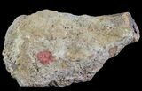 Dimetrodon Partial Limb Bone - Texas #67822-2